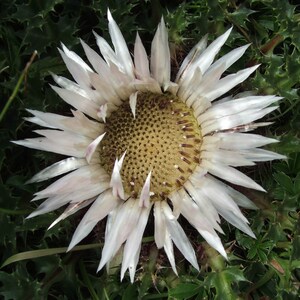 Silver Thistle Seeds Carlina acaulis Packet of 30 Seeds Palm Beach Seed Company image 2