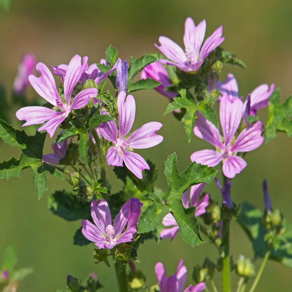 Common Mallow Seeds (Malva sylvestris) Packet of 25 Seeds - Palm Beach Seed Company