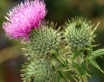 Scotch Thistle Seeds (Onopordon acanthium) Packet of 30 Seeds - Palm Beach Seed Company 