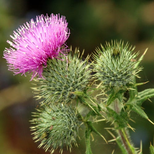 Scotch Thistle Seeds onopordon Acanthium Packet of 50 Seeds Etsy