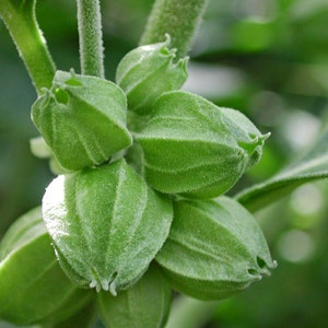May include: Close-up of a cluster of green seed pods with a fuzzy texture. The pods are arranged in a circular pattern and have a slightly pointed shape.