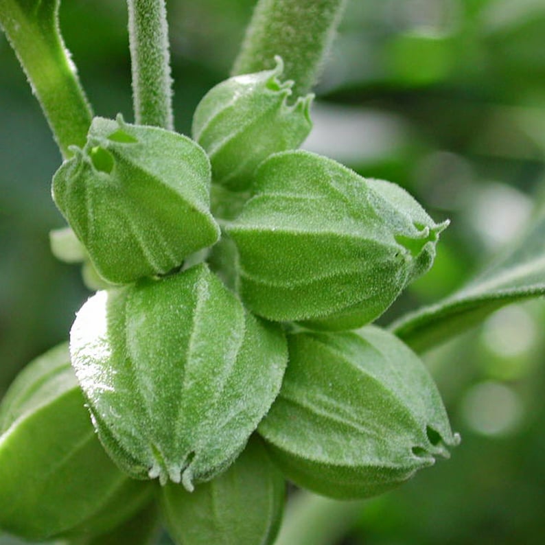 May include: Close-up of a cluster of green seed pods with a fuzzy texture. The pods are arranged in a circular pattern and have a slightly pointed shape.
