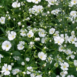 Baby's Breath Seeds (Gypsophila paniculata) Packet of 50 Seeds - Palm Beach Seed Company