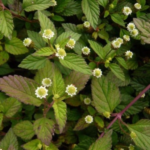 Aztec Sweet Herb Seeds (Lippia dulcis) Packet of 50 Seeds - Palm Beach Seed Company