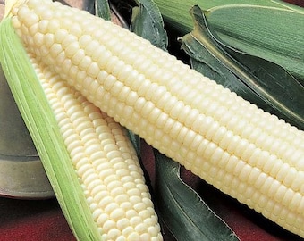 Silver Queen Corn Seeds - Packet of  50 Seeds - Palm Beach Seed Company 