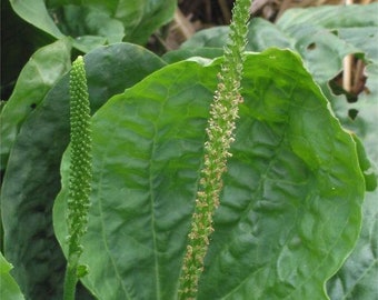 Giant Turkish Plantain Seeds (Plantago major) Packet of 20 Seeds - Palm Beach Seed Company