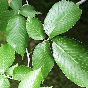 Slippery Elm Tree Seeds (Ulmus rubra) Packet of 5 Seeds - Palm Beach Seed Company 