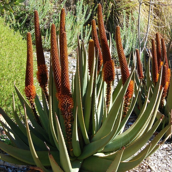 Cat's Tail Aloe Seeds (Aloe Castanea) Packet of 10 Seeds - Palm Beach Seed  Company