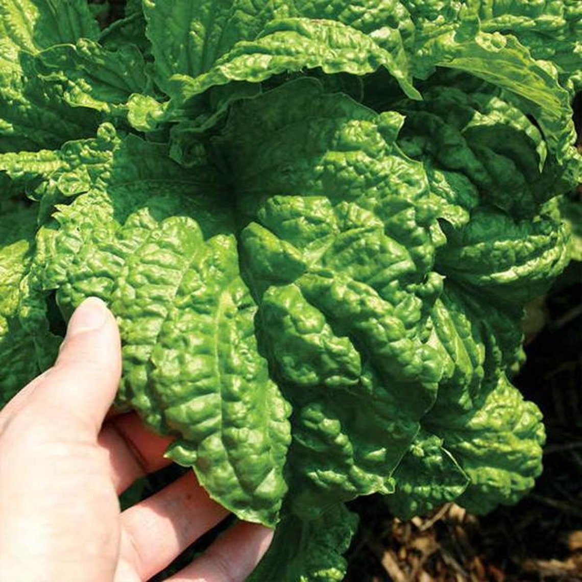 Lettuce Leaf Basil Seeds ocimum Basilicum Packet of 30 Seeds Etsy