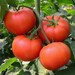 see more listings in the Heirloom Vegetable Seeds section