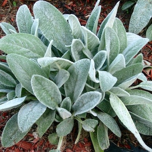Woolly Lamb&#39;s Ear Seeds (Stachys byzantina) Packet of 40 Seeds - Palm Beach Seed Company 