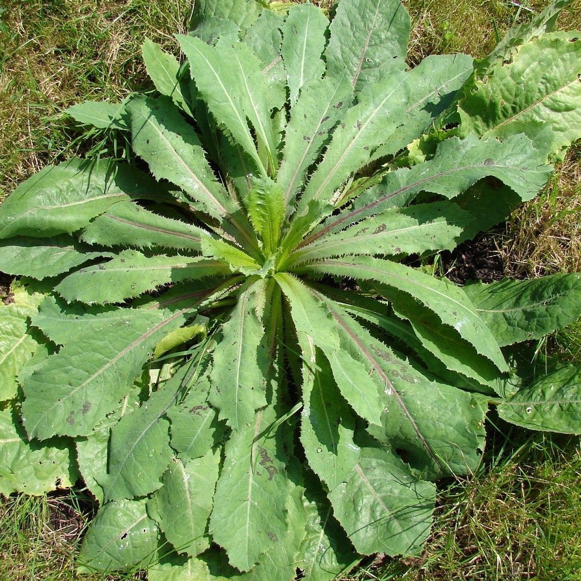 Огородные растения названия. Латук дикий (Lactuca virosa). Wild lettuce латук дикий. Lactuca virosa (латук ядовитый). Молочай осот огородный.