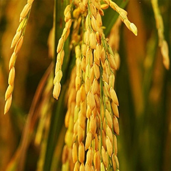 Rice Carolina Gold Seeds - Packet of 20 Seeds - Palm Beach Seed Company