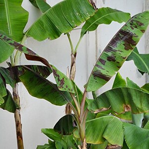 Blood Banana Seeds (Musa zebrina)  3+Seeds in Frozen Seed Capsules™ for Seed Saving or Planting Now