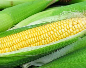 Iochief Sweet Corn Seeds - Packet of 20 Seeds - Palm Beach Seed Company