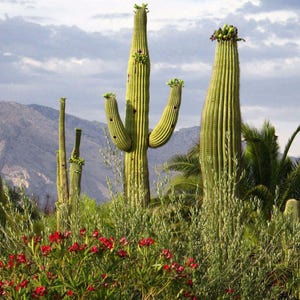 Giant Saguaro Cactus Seeds (Carnegia gigantea) 20 Seeds - Palm Beach Seed Company