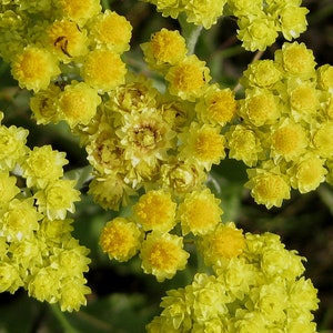 Everlasting Seeds (Helichrysum arenarium) Packet of 40 Seeds - Palm Beach Seed Company