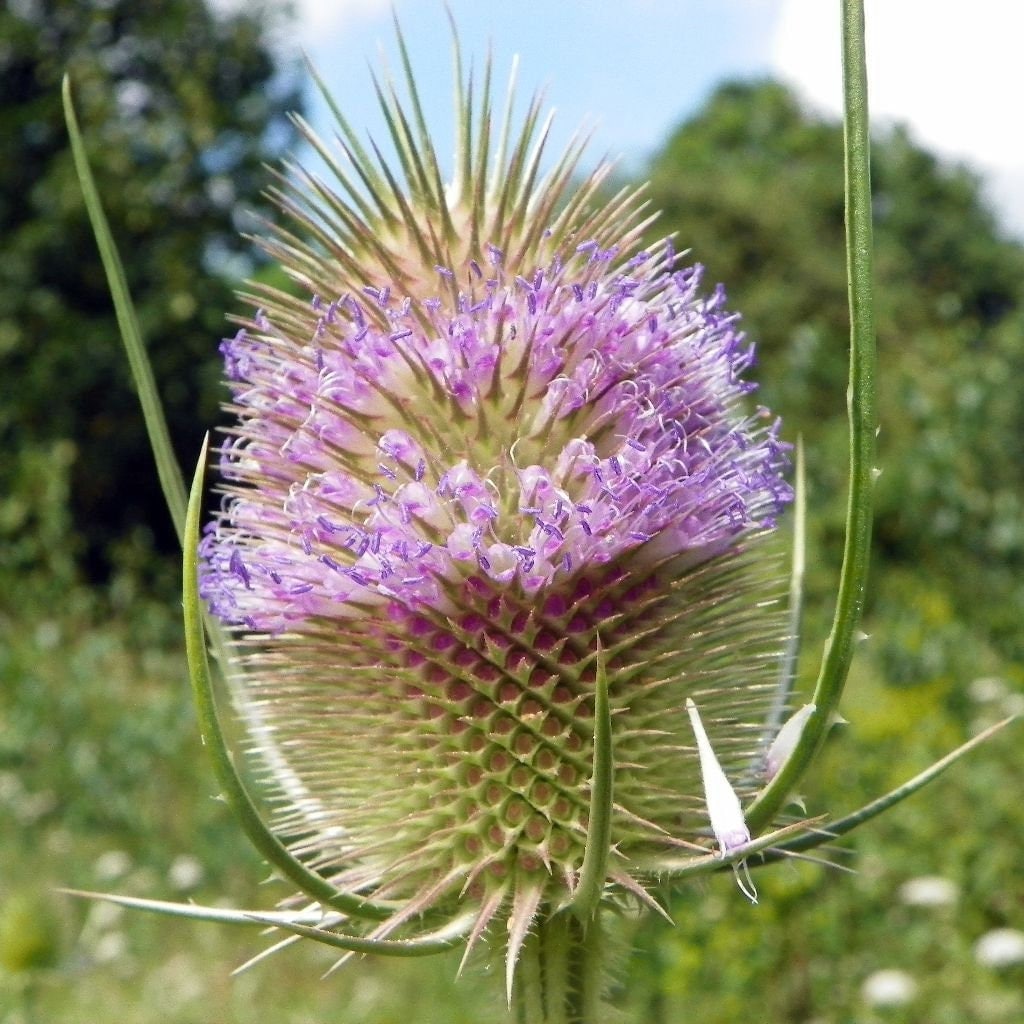 Fuller's Teasle Seeds (dipsacus Sativus Fullonum) Packet of 30 Seeds ...
