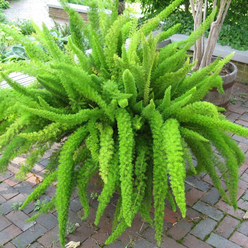 Foxtail Fern Seeds Asparagus aethiopicus Packet of 10Seeds Etsy