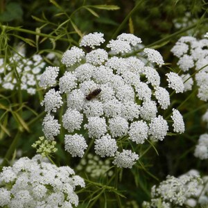 Anise Seeds Pimpinella anisum Packet of 50 Seeds Palm Beach Seed Company image 2