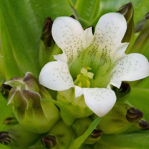 Tibetan Gentian Seeds (Gentiana Tibetica) Packet of 20 Seeds - Palm Beach Seed Company