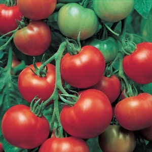 Super Sioux Tomato Seeds - Packet of 10 Seeds - Palm Beach Seed Company 