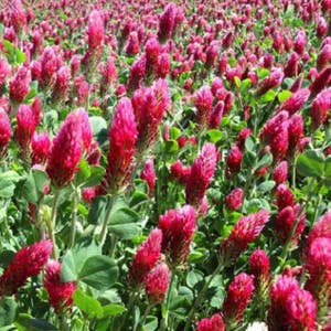Crimson Clover Seeds (Trifolium incarnatum) 50+ Seeds in Frozen Seed Capsules™ for Seed Saving or Planting Now