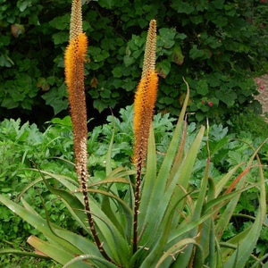 Bottle Brush Aloe Seeds Aloe spicata Packet of 10 Seeds Palm Beach Seed Company image 1