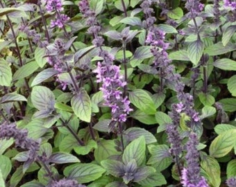 Blue Spice Basil Seeds (Ocimum americanum) Packet of 100 Seeds - Palm Beach Seed Company