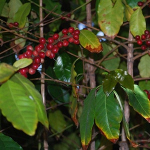 May include: Close-up of a coffee plant with red coffee beans growing on the branches. The plant has green leaves with some yellowing.