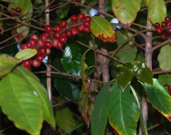 Catura Coffee Seeds (Coffea catura) Packet of 4 Seeds - Palm Beach Seed Company