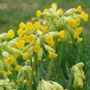 Cowslip Seeds (Primula veris) Packet of 10 Seeds - Palm Beach Seed Company