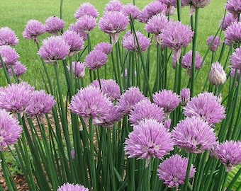 Common Chives Seeds (Allium schoenoprasum) Packet of 100 Seeds - Palm Beach Seed Company