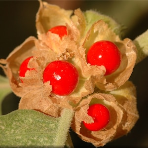 May include: Close-up of red berries encased in brown, papery husks. The berries are clustered together and have a shiny, smooth surface.