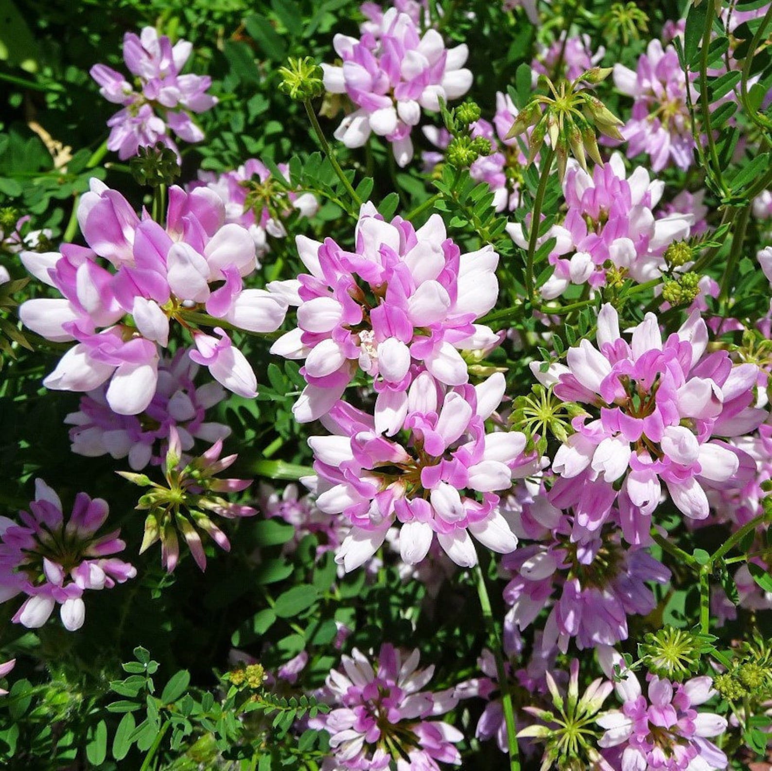 Crown Vetch Seeds coronilla Varia Packet of 50 Seeds Palm - Etsy
