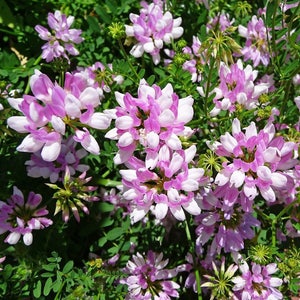 Crown Vetch Seeds Coronilla varia 50 Seeds in Frozen Seed Capsules™ for Seed Saving or Planting Now image 2