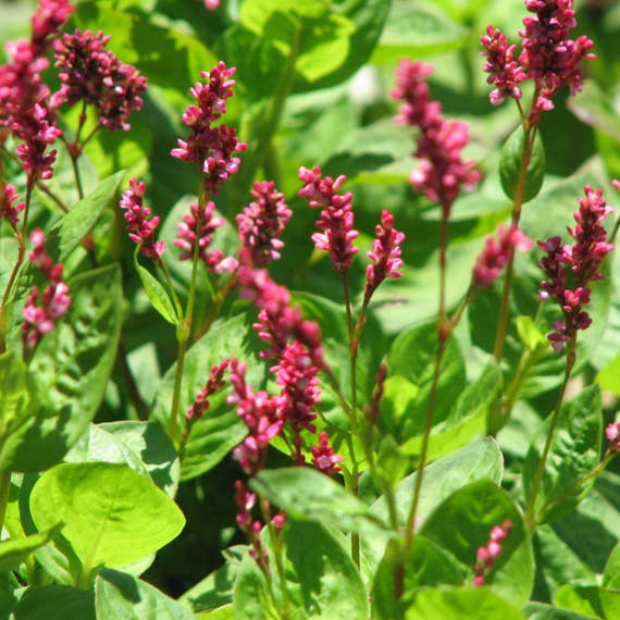 10 Seeds Indigo Herb Seeds