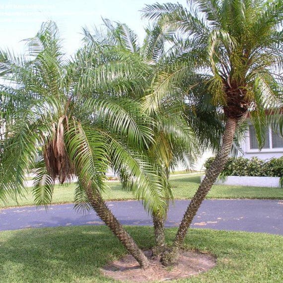 Pygmy Date Palm Seeds Phoenix Roebelenii 10 Seeds in Etsy