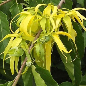 Ylang Ylang Seeds Cananga odorata Packet of 3 Seeds Palm Beach Seed Company image 1