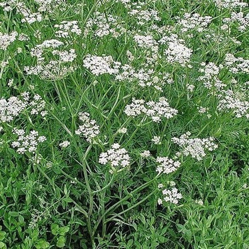 Caraway Seeds Carum carvi 40 Seeds in Frozen Seed Capsules™ for Seed Saving or Planting Now or Planting Now image 1