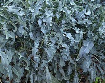 Spigariello Broccoli Seeds - 100+ Seeds in Frozen Seed Capsules™ for Seed Saving or Planting Now 