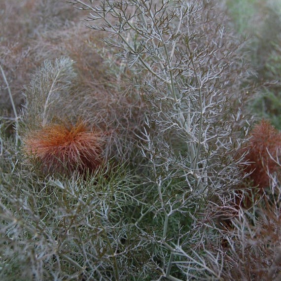 Bronze Fennel 100 Plus Seeds