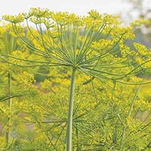 Bouquet Dill Seeds (Anethum graveolens) 50+ Seeds in Frozen Seed Capsules™ for Seed Saving or Planting Now