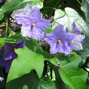 May include: Close-up of purple flowers with yellow centers, blooming on a green leafy vine. The flowers have a delicate, ruffled appearance.