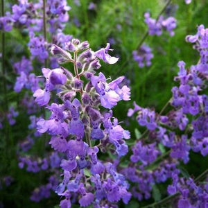 Faassen&#39;s Catnip Seeds (Nepeta x faassenii) Packet of 30+ Seeds- Palm Beach Seed Company