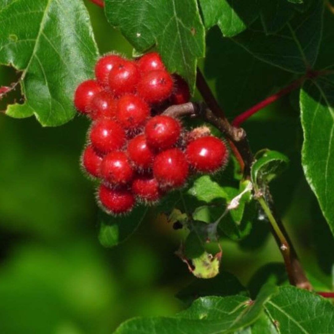 Sweet Sumac Seeds rhus Aromatica Packet of 10 Seeds Palm Beach Seed