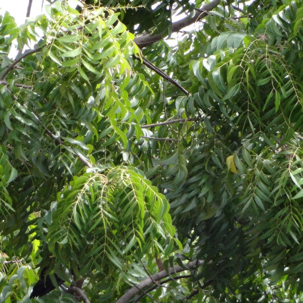 50 Units Neem Tree Dried Seeds Azadirachta Indica lilac herb plant miracle #NMH5 