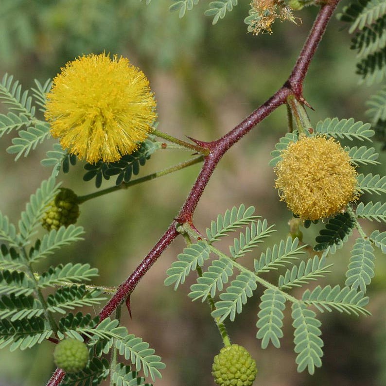 Gum Arabic Tree Seeds acacia Senegal Packet of 5 Seeds Etsy