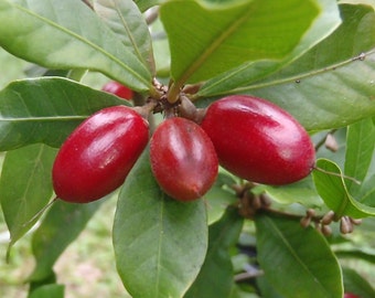 Miracle Fruit Seeds (Synsepalum dulcificum) Packet of 3 Seeds - Palm Beach Seed Company 