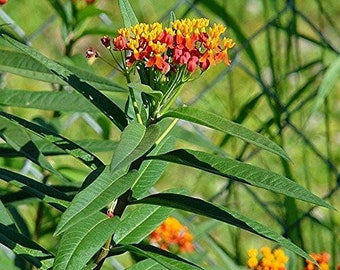 Sunset Flower Milkweed Seeds (Asclepias curassavica) 40+ Seeds in Frozen Seed Capsules™ for Seed Saving or Planting Now 